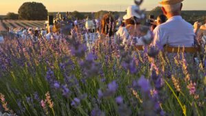 Campos de lavanda de Brihuega durante la floración.